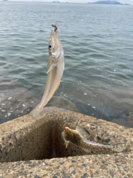 奇跡の生還:シロギスタ