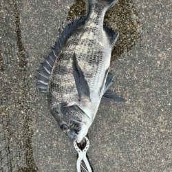 雨が降る中エビ撒きでチヌ釣れました