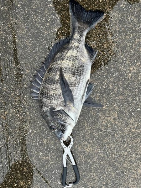 雨が降る中エビ撒きでチヌ釣れました