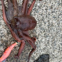 タコは気まぐれ　10