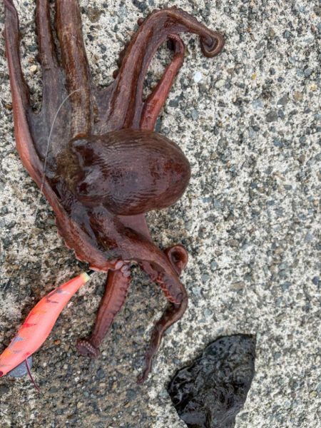 タコは気まぐれ　10