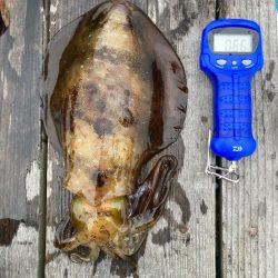 春アオリイカ狙って遠征