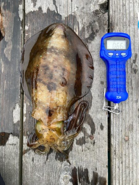 春アオリイカ狙って遠征