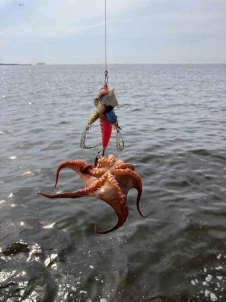 タコ釣り