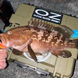 お持ち帰りアコウ捕獲成功‼️