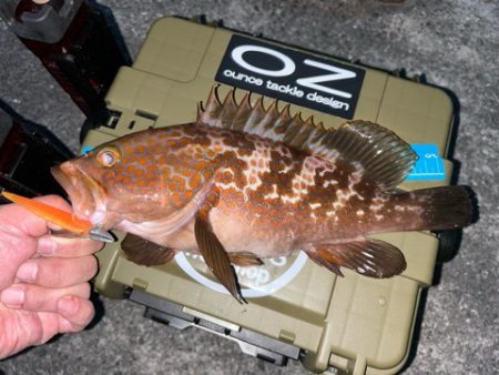 お持ち帰りアコウ捕獲成功‼️