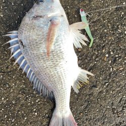 そこそこ底物狙い。