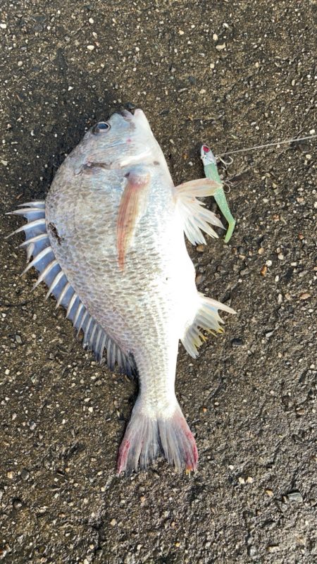 そこそこ底物狙い。