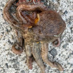 タコは気まぐれ 2