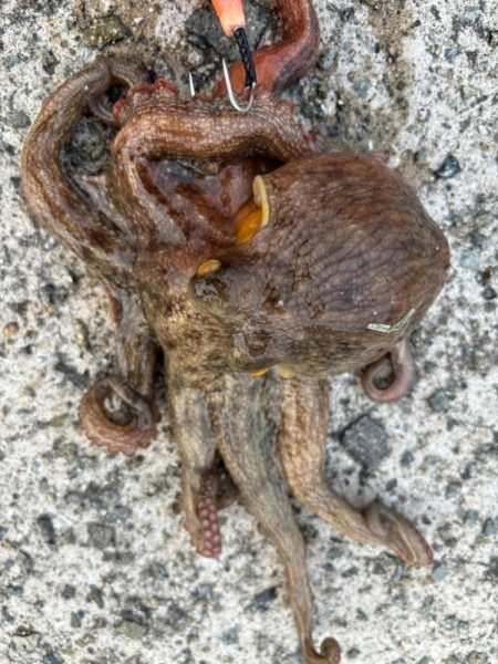 タコは気まぐれ 2