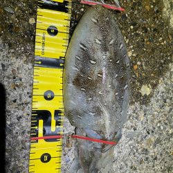 エギング楽しい(^.^)