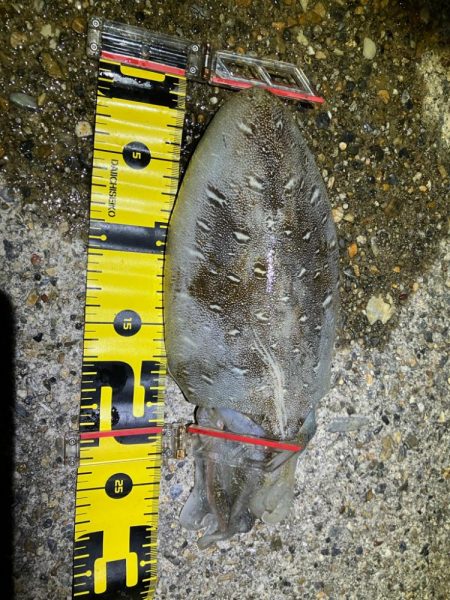 エギング楽しい(^.^)