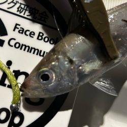 湾奥調査続行中