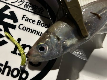 湾奥調査続行中