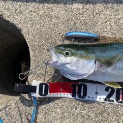 陸っぱり初のハマチ