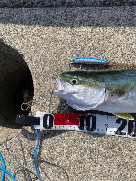 陸っぱり初のハマチ