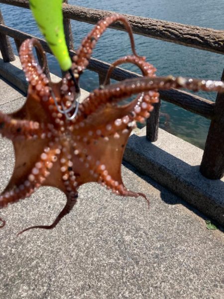 ⭐️サイズアッ…