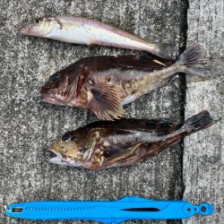 底物釣りでチヌやガシラ釣れましたや