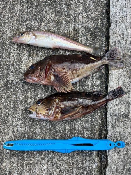 底物釣りでチヌやガシラ釣れましたや