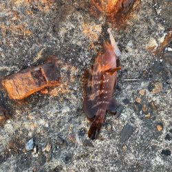 梅雨に入る前の根魚釣り