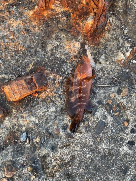 梅雨に入る前の根魚釣り