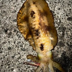 二夜連続エギング