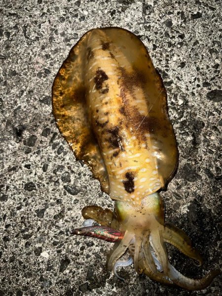 二夜連続エギング