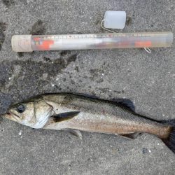 チヌやセイゴの活性高いです！