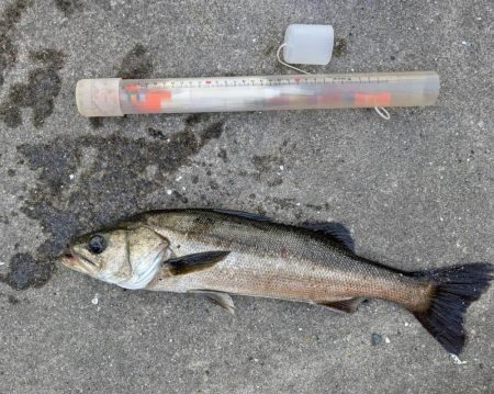 チヌやセイゴの活性高いです！