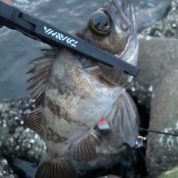 ナイトアジング