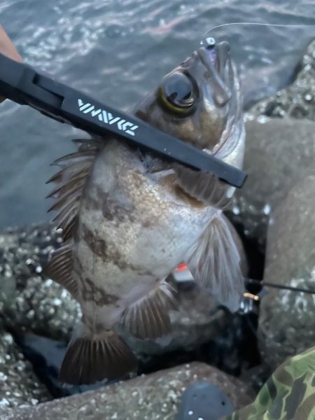 ナイトアジング