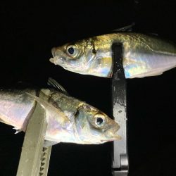 アジング中毒〜笑笑 ほぼ毎晩!