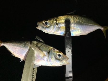 アジング中毒〜笑笑 ほぼ毎晩!