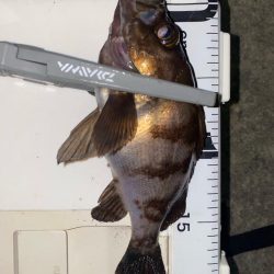 ガシラ入れ食い