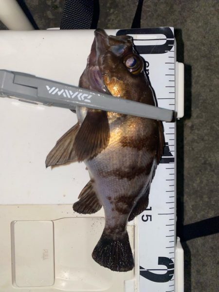 ガシラ入れ食い