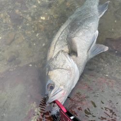 雨後の増水堰下パターン