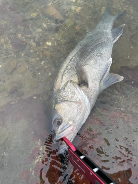 雨後の増水堰下パターン