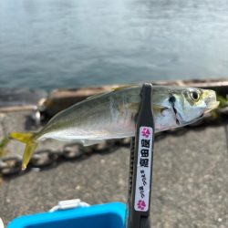 アジ釣り