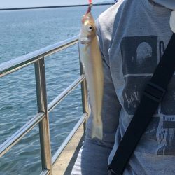 ライト五目とキス調査