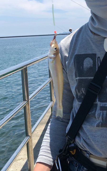 ライト五目とキス調査