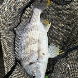 6月6日大潮チニング