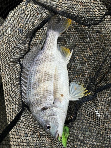 6月6日大潮チニング