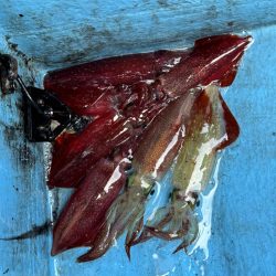 釣果イマイチだけど型良し混ざり