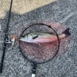 エビ撒きでハネ釣り