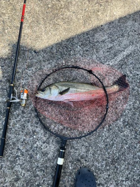 エビ撒きでハネ釣り