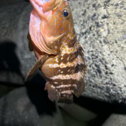 ロックフィッシング