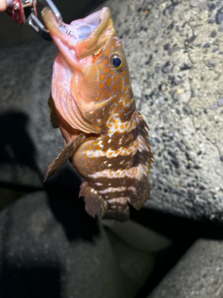 ロックフィッシング