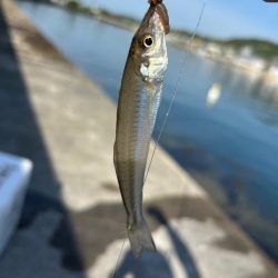 朝のちょい投げ釣り