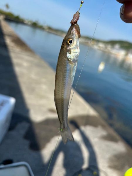 朝のちょい投げ釣り
