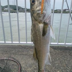 今年初シーバス